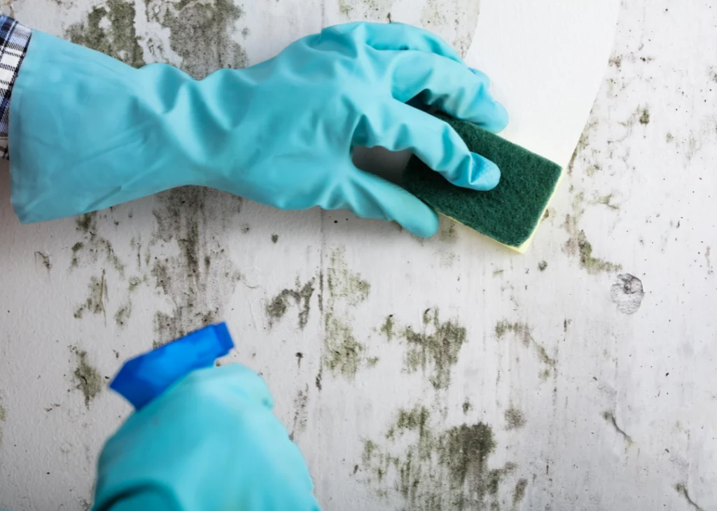Mold Damage Repair Experts at portland OR