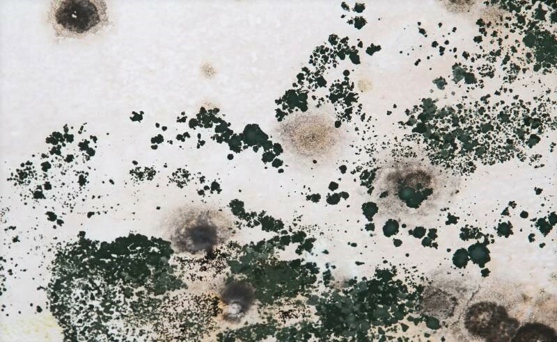 Mold Damage Services in Portland OR